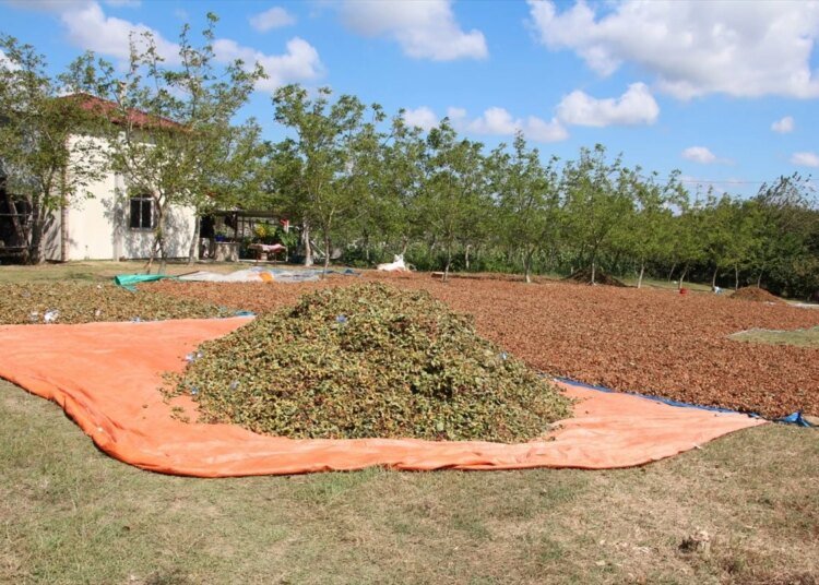 Kocaeli’de Fındık Hasadı Başladı