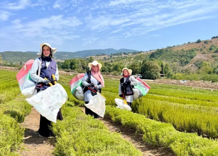 Kocaeli’de Tıbbi ve Aromatik Bitki Yetiştiriciliği Projesi ile Biberiye Hasadı Başladı