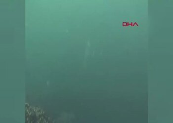 Amatör balıkçılar nadir görülen mavi yüzgeçli orkinos avladı