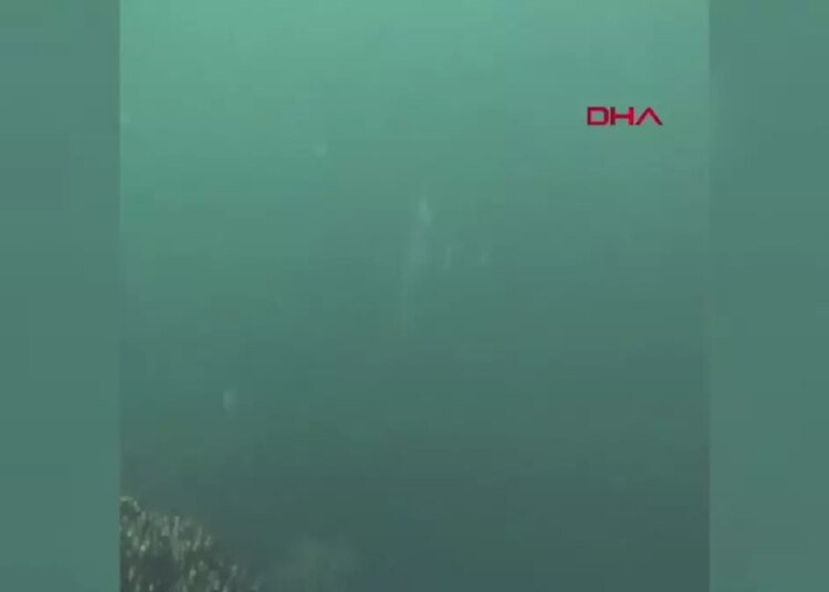 Amatör balıkçılar nadir görülen mavi yüzgeçli orkinos avladı