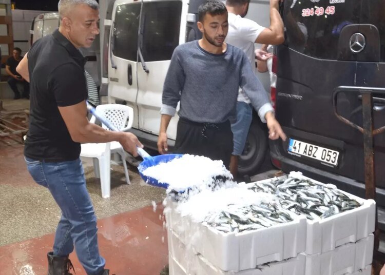 Karamürsel’de Yeni Sezonun İlk Balık Mezadı Gerçekleştirildi