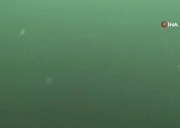 Marmara’da 2 dalgıç, 320 kilogram orkinos avladı