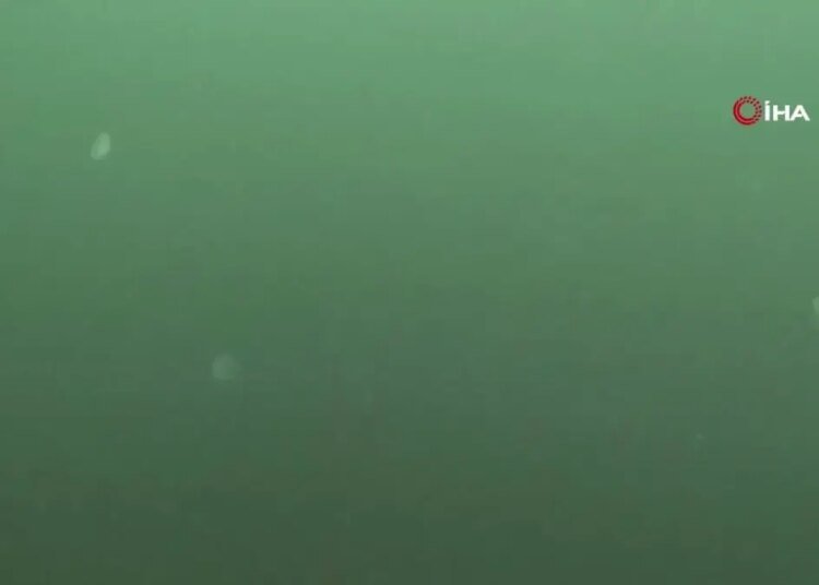 Marmara’da 2 dalgıç, 320 kilogram orkinos avladı