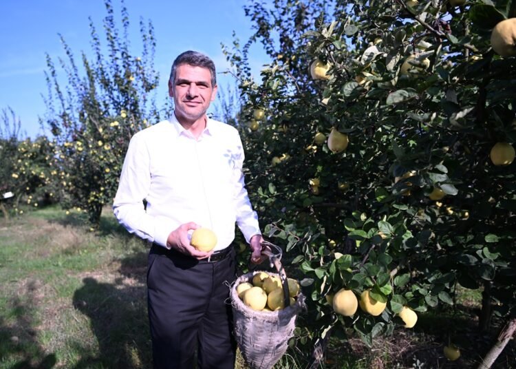 Eşme’de Hasat Vakti, Ayva Festivali Başlıyor