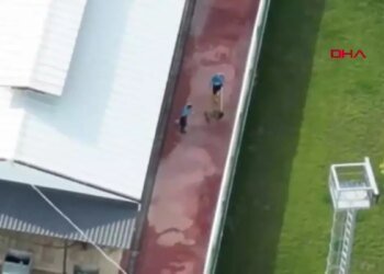 Gebze’de Hayvan Ölümleri Üzerine Soruşturma Başlatıldı