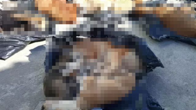 gebzede kopekleri ve kedileri kim oldurdu 0 AnnCL2ad