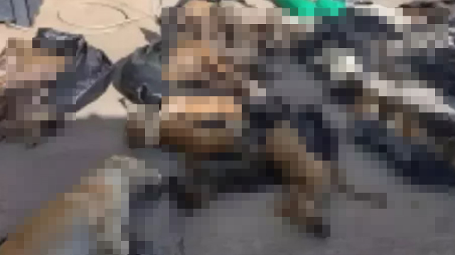 gebzede kopekleri ve kedileri kim oldurdu 1 aGl8jujk