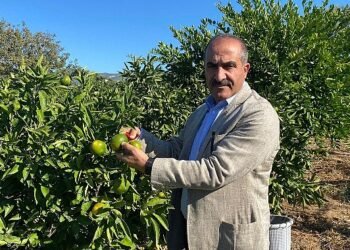 Satsuma mandalinanın ihracat yolculuğu 18 Ekim’de başlıyor