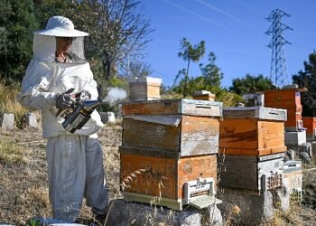 Bornova’da Arıcılık Kursu kayıtları başladı “Kendi balını üret, doğaya katkı sağla”