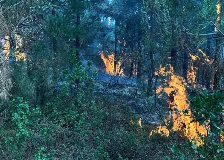 Kocaeli İzmit’te Orman Yangını Kontrol Altına Alındı