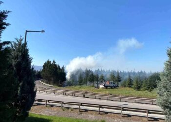 Kocaeli’de Ağaç Budama Çalışmaları Tepki Çekti
