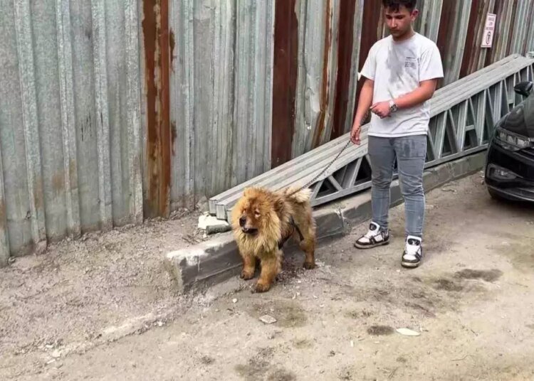 Kocaeli’nde Hurdalık Alanında Çıkan Yangında Mahsur Kalan Köpek Kurtarıldı