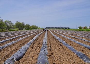 Ayvalık Üretim ve Pazarlama Kooperatifi’nden Örnek Proje: Çilekten Reçele Uzanan Yolculuk