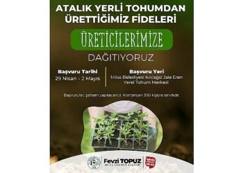 Milas Belediyesi Ata Tohumlarını Yaşatmak Amacıyla Sebze Fidesi Dağıtımı Gerçekleştirecek