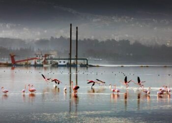 Kocaeli BSB Dip Camuru Projesi 2. Etap 170 Hektar Temizlendi file