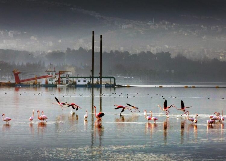 Kocaeli BSB Dip Camuru Projesi 2. Etap 170 Hektar Temizlendi file