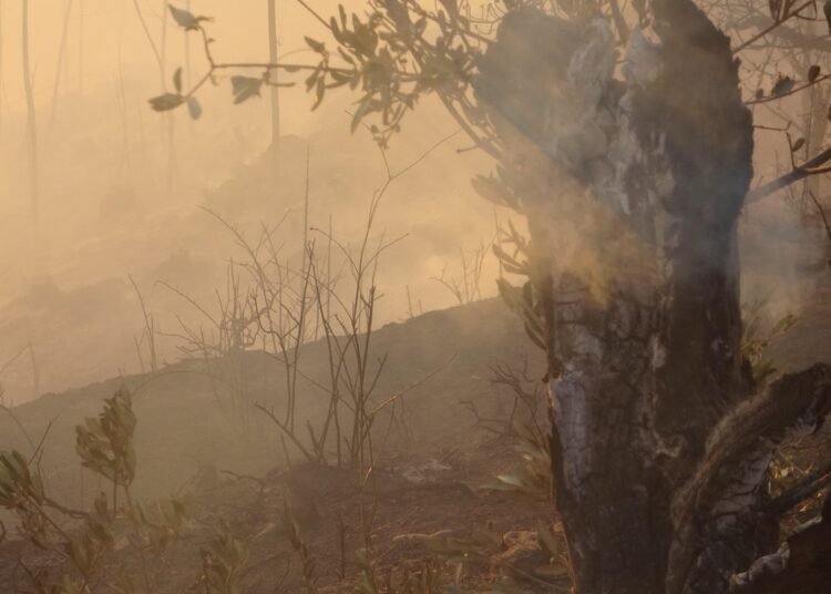 Kocaelide orman yangini 3 kocaeli