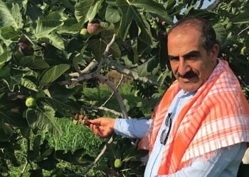 Cennet meyvesi incirler oldu ihracat yolculuğu başladı