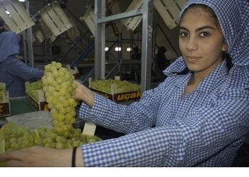 Superior Seedless çeşidi sofralık üzümün ihracat yolculuğu 16 Temmuz’da başladı