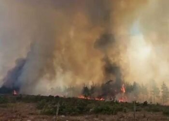 Kocaelide orman yangini Ekipler alevlerle savasiyor file