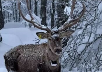 Kuzuyayla’nın beyaz örtüsü arasında kızılgeyik sürprizi