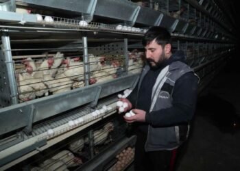 DEVLET DESTEĞİYLE KURULDU, BÖLGENİN YUMURTA ÜSSÜ OLDU: ERZİNCAN’DAN ÇEVRE İLLERE ÜRETİM AKIYOR