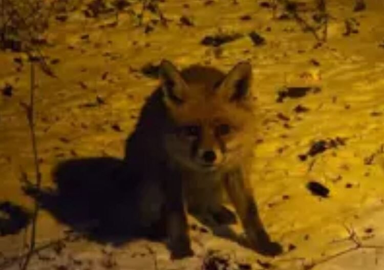 Kartepe’de yürek ısıtan anlar: Yiyecek arayan tilkiyi eliyle besledi