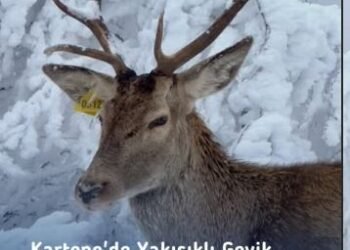 Karla örtülü yaylada kızılgeyik görüntülendi: Doğa dronla kayda alındı