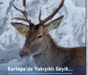 Karla örtülü yaylada kızılgeyik görüntülendi: Doğa dronla kayda alındı