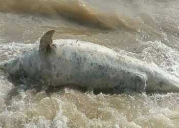 Çanakkale’de Sahile Ölü Yunus Vurdu
