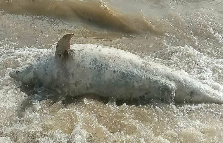Çanakkale’de Sahile Ölü Yunus Vurdu