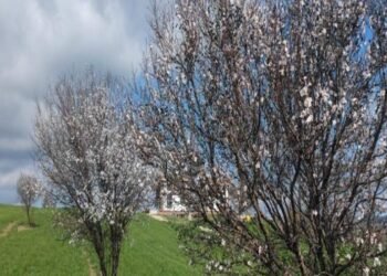 Şarköy’de Bahar Erken Geldi: Badem ve Erik Ağaçları Çiçek Açtı