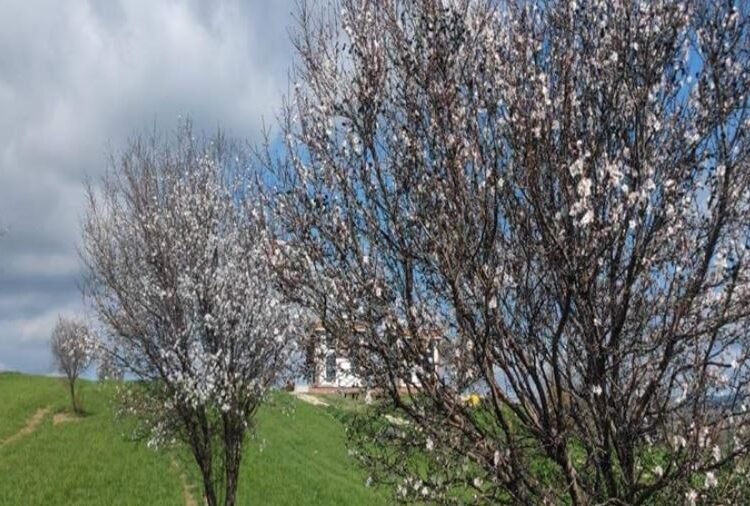 Şarköy’de Bahar Erken Geldi: Badem ve Erik Ağaçları Çiçek Açtı