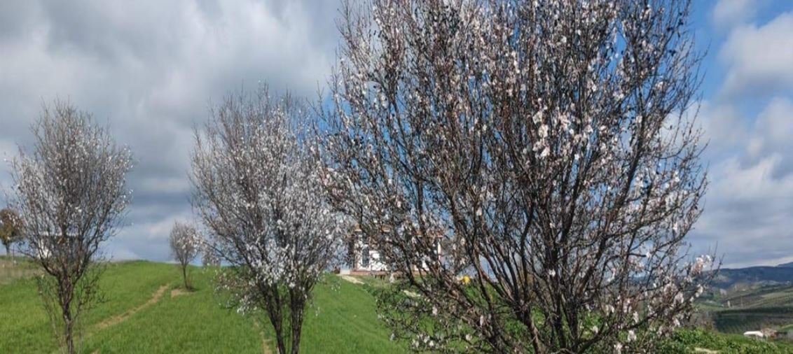 Şarköy’de Bahar Erken Geldi: Badem ve Erik Ağaçları Çiçek Açtı