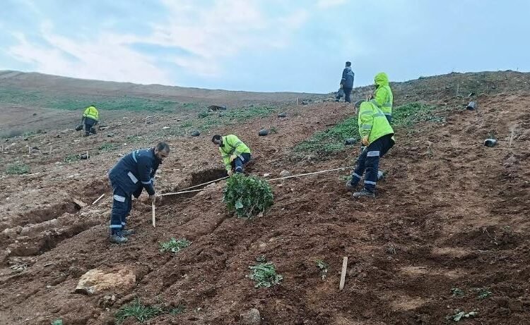 Gebze’de 4 bin 500 sedir ağacı toprakla buluştu