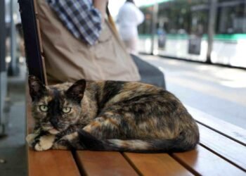 tramvay duragini mesken tutan kedi herkesin n 19994523 amp 1