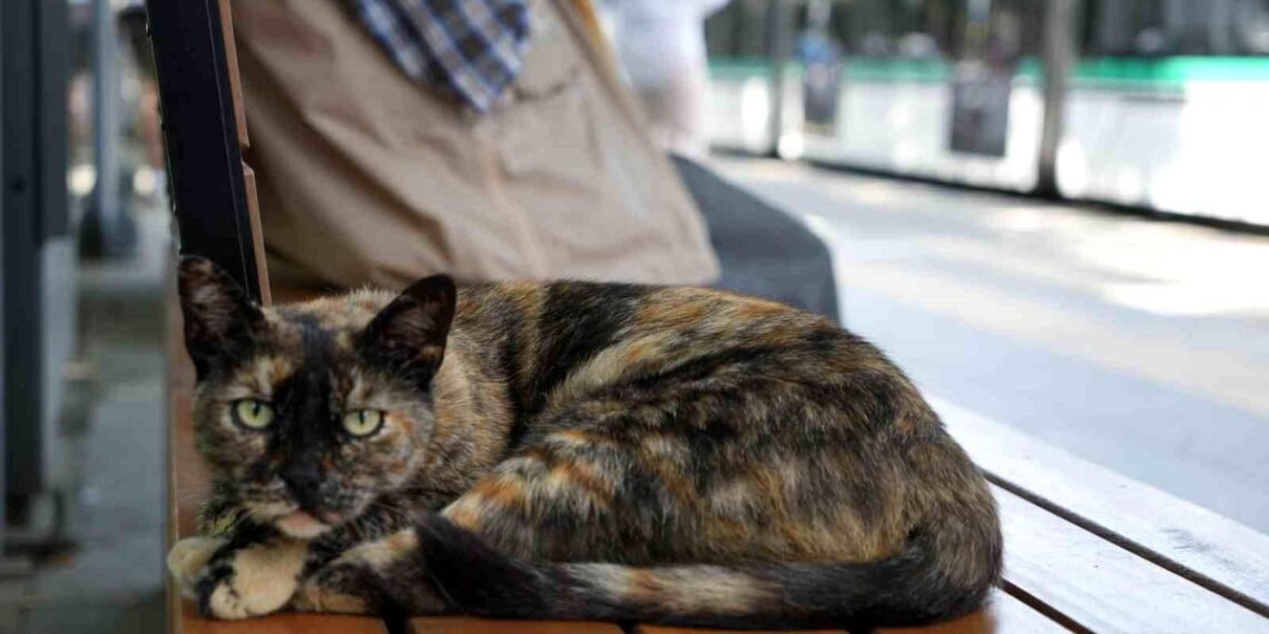 tramvay duragini mesken tutan kedi herkesin n 19994523 amp