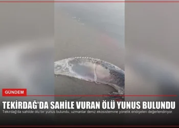 news card a0ed90fb0f1e2431