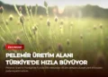 news card 17fd8f0294163f6c