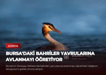 news card a31b1f413e19800f