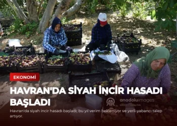 news card e1a0a01913f5c22a