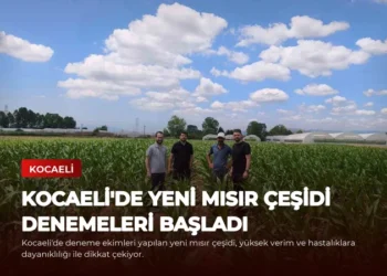 news card efa2e78c529180a1