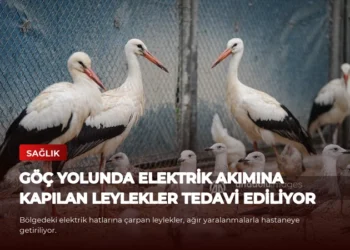 news card 64ae78490b4e1ee9