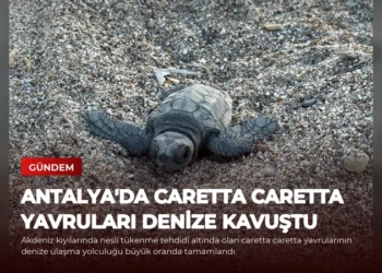 news card 48df645db8104b05